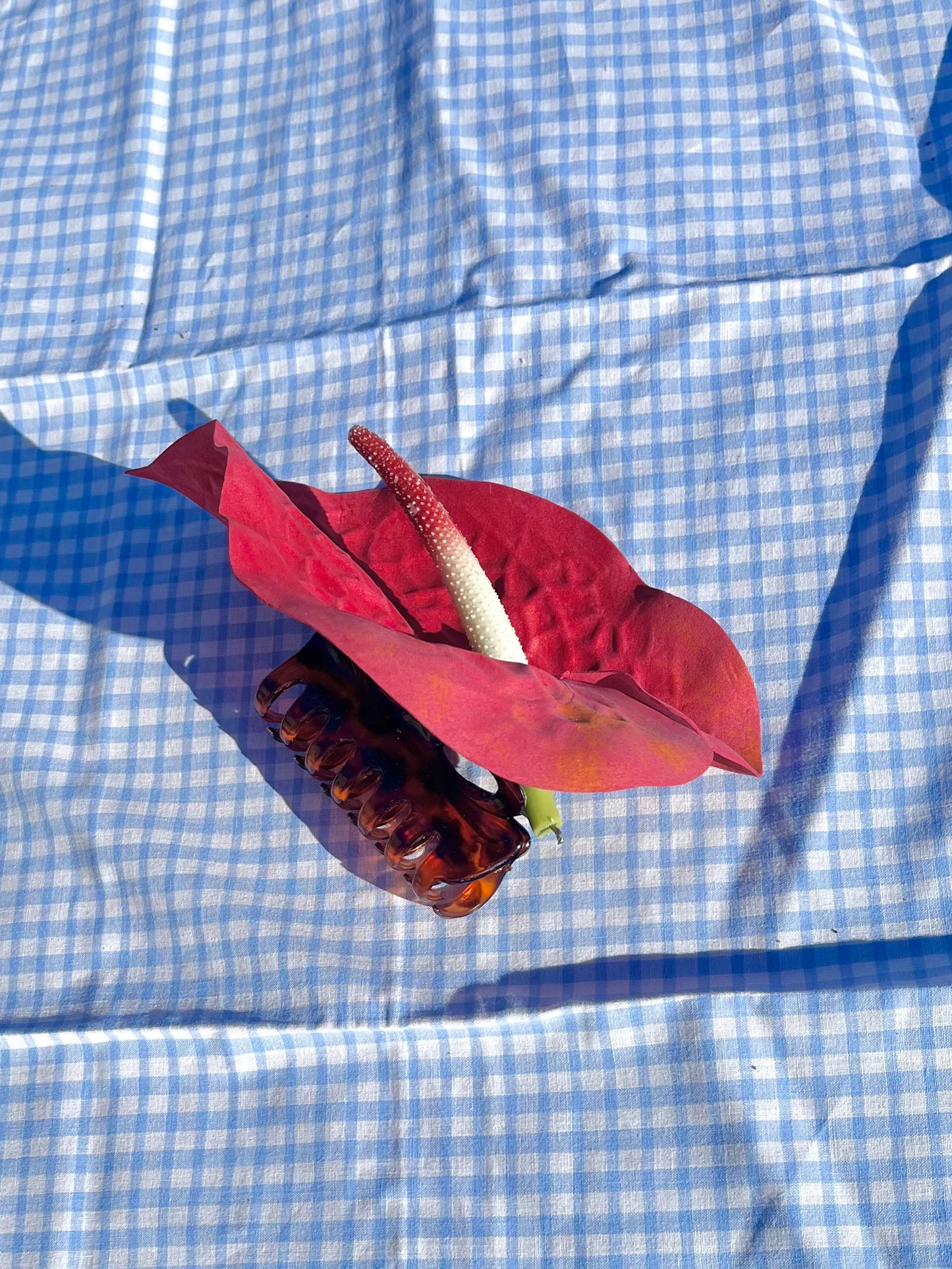 Pince Anthurium