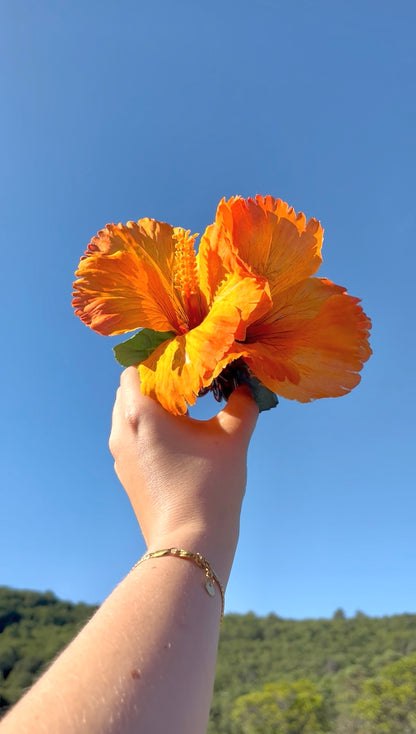 Pince Hibiscus