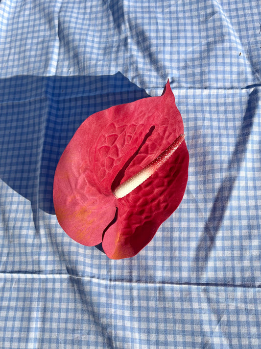 Pince Anthurium