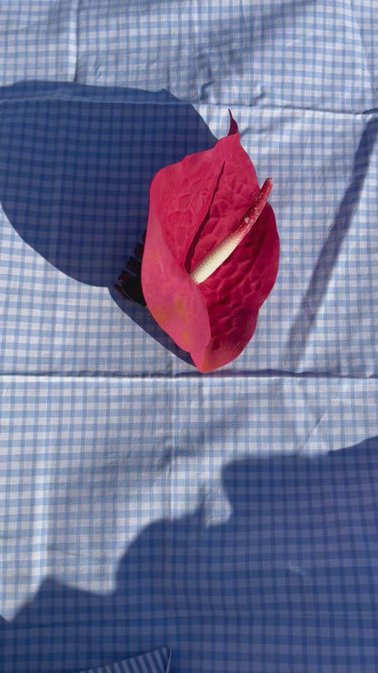 Pince Anthurium