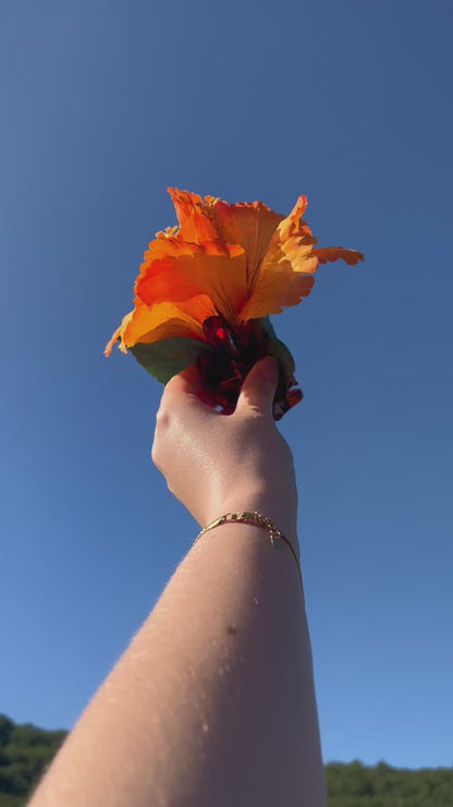 Pince Hibiscus