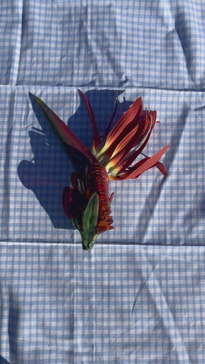 Pince Oiseau de paradis