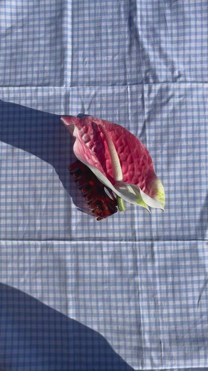 Pince Anthurium